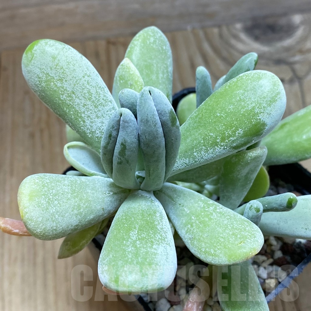 SH16140 Kalanchoe thyrsiflora 'Monstruosa'