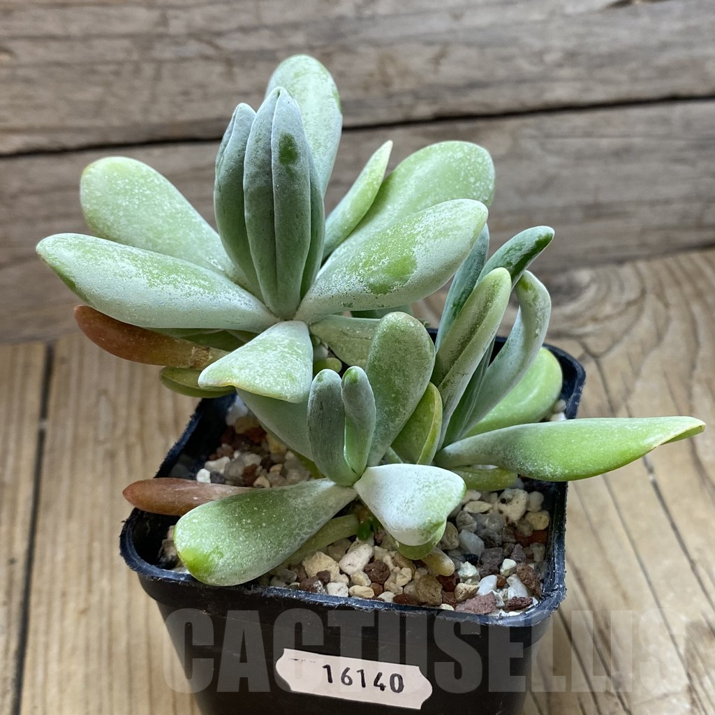 SH16140 Kalanchoe thyrsiflora 'Monstruosa' - Image 2