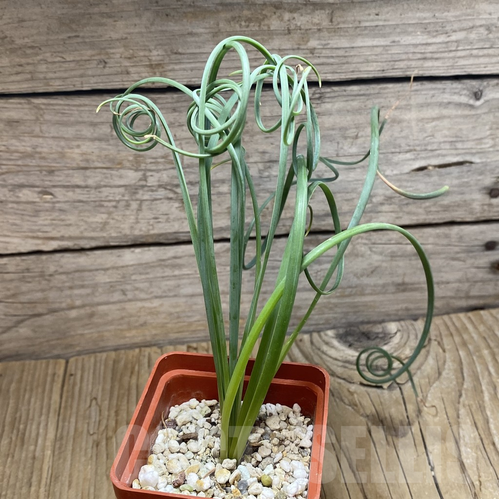 SH16433 Albuca spiralis - Image 2