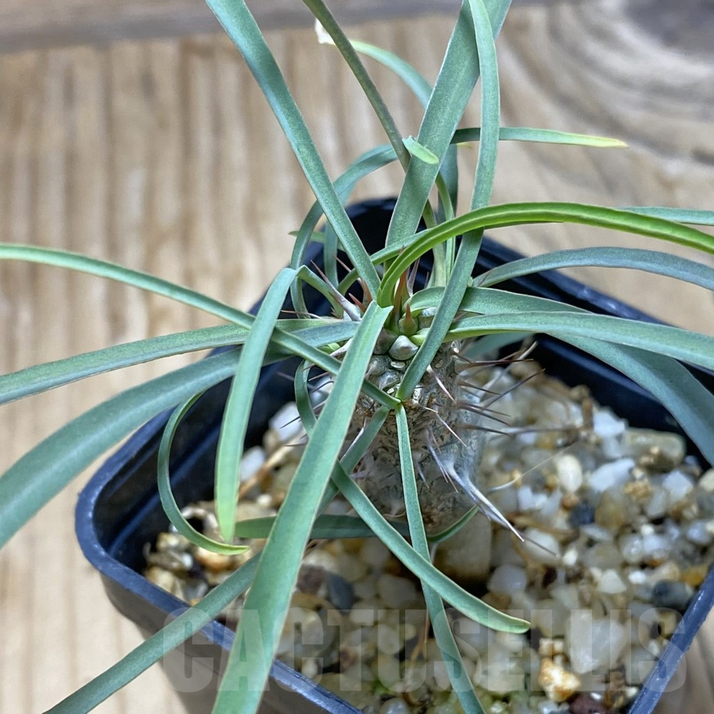 SH16434 Euphorbia gottlebei