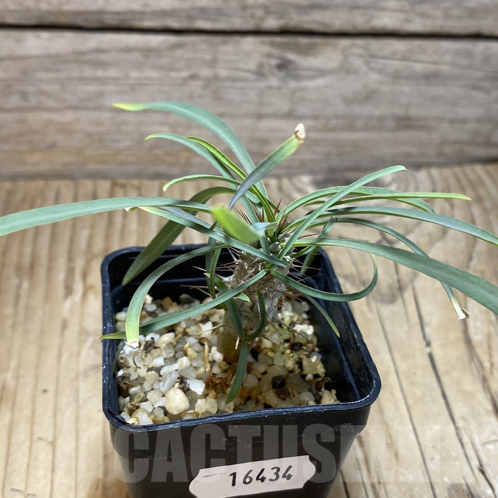 SH16434 Euphorbia gottlebei - Image 2