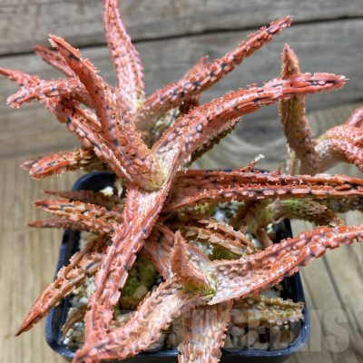 SH16435 Aloe TCT hybrid