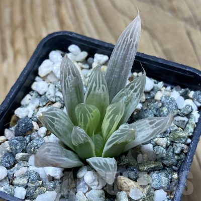 SH16438 Haworthia cooperi f. variegata
