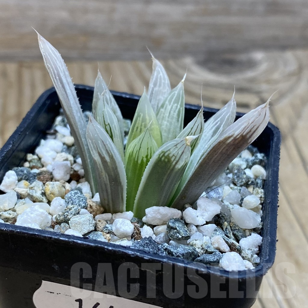 SH16438 Haworthia cooperi f. variegata - Image 2