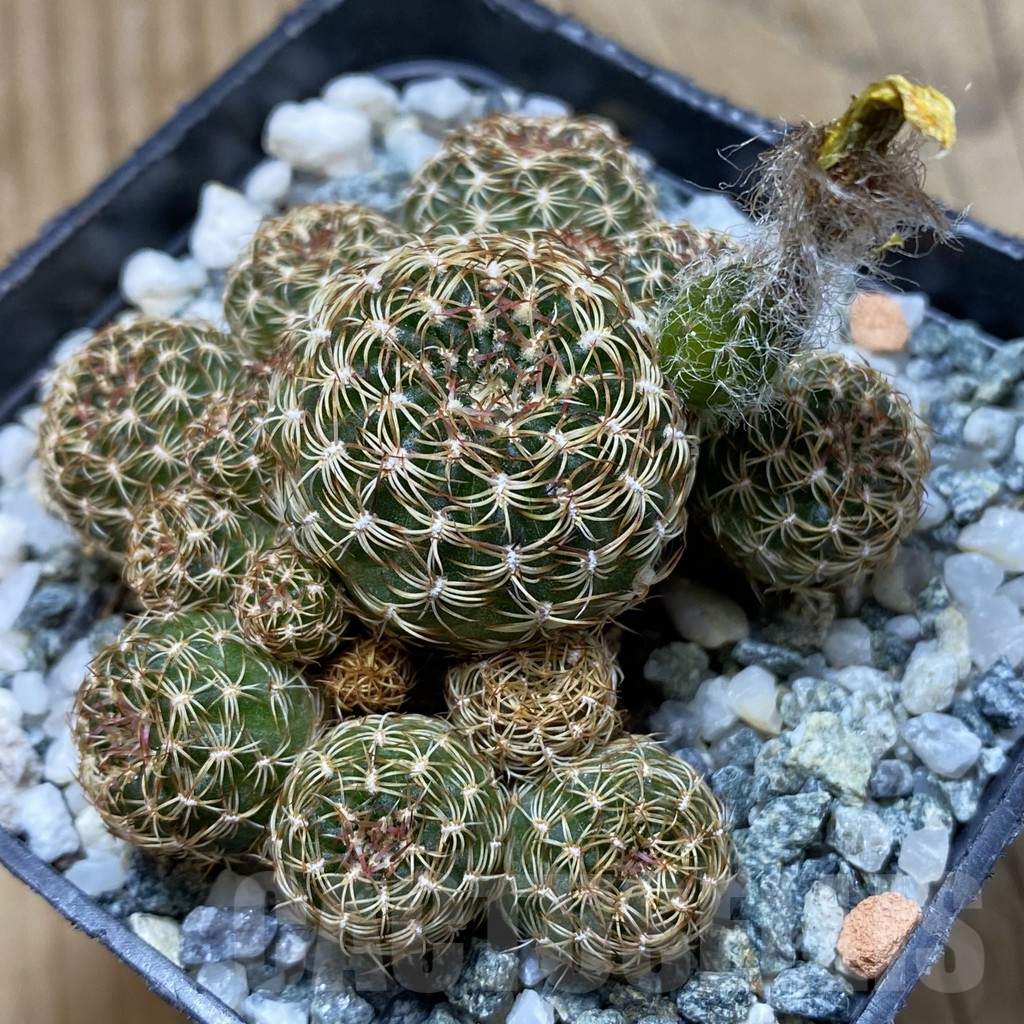 SH16396 Lobivia pusilla v. flaviflora