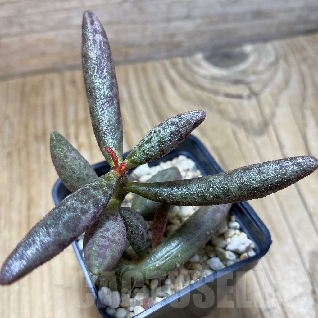 SH16440 Adromischus marianae