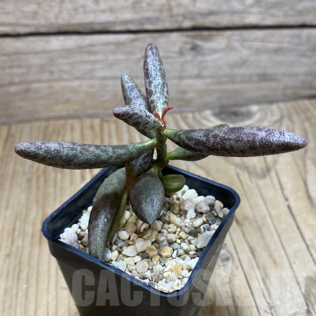 SH16440 Adromischus marianae - Image 2