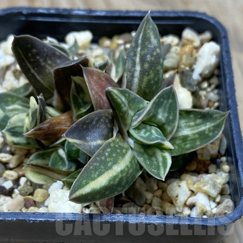 SH16442 Gasteria sp. f. variegata -Japan-