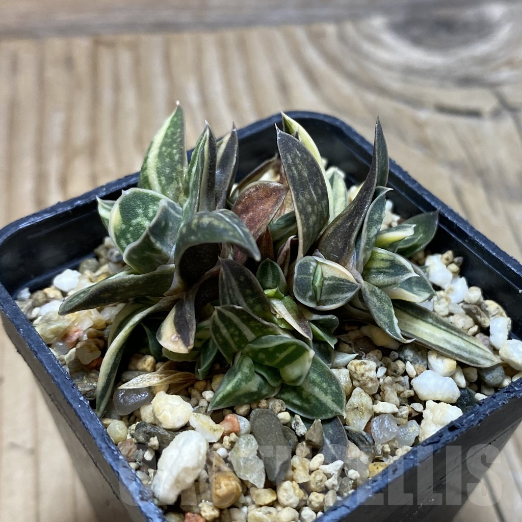 SH16442 Gasteria sp. f. variegata -Japan- - Image 2