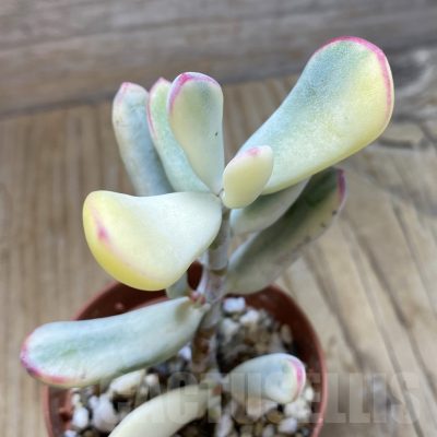 SH16450 Cotyledon orbiculata f. variegata, long leaf