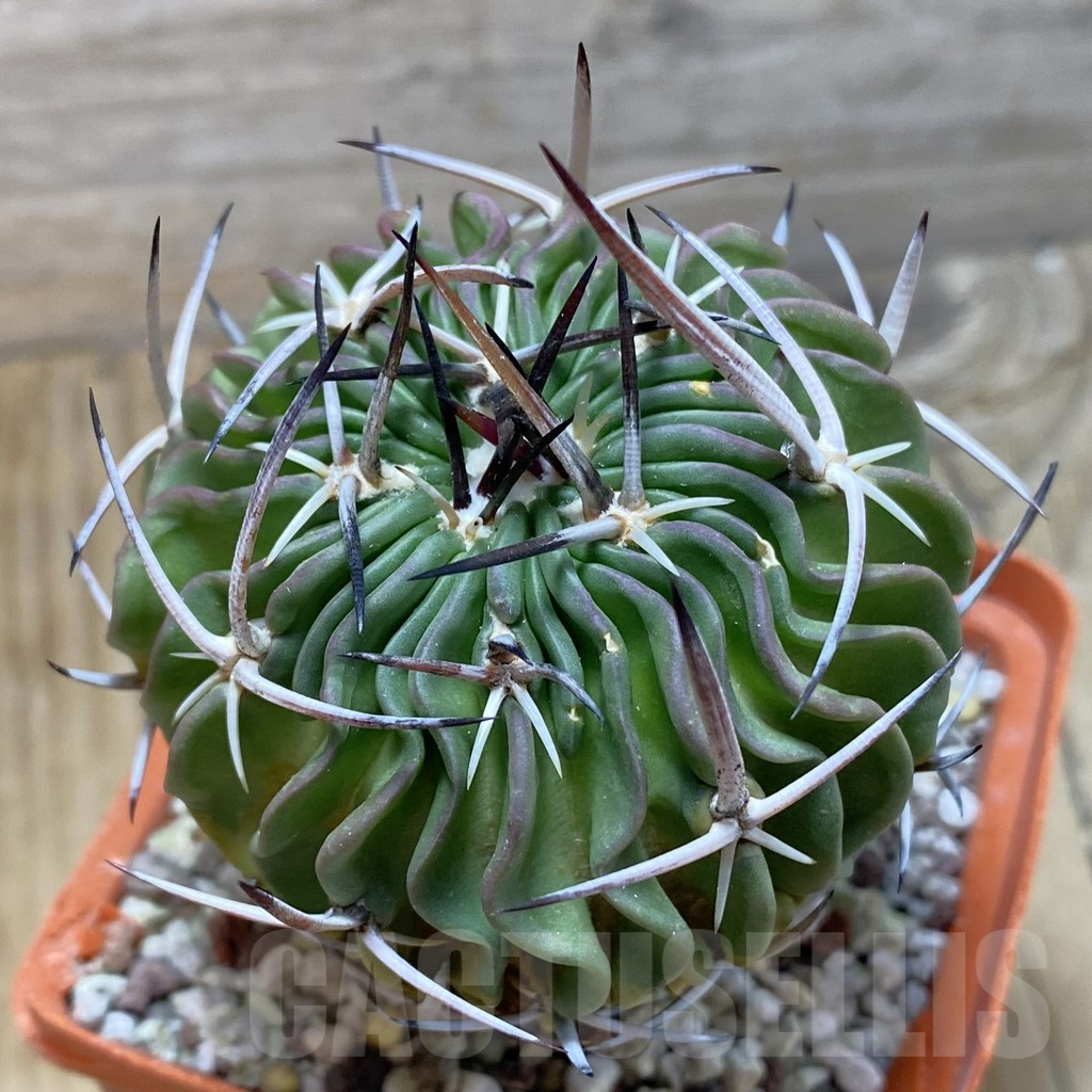SH16392 Echinofossulocactus lamellosus, old 8 years