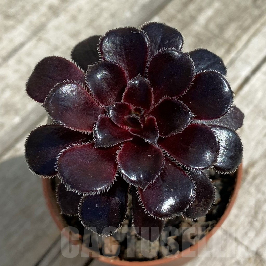 SH16460 Aeonium 'Schwarzkopf'