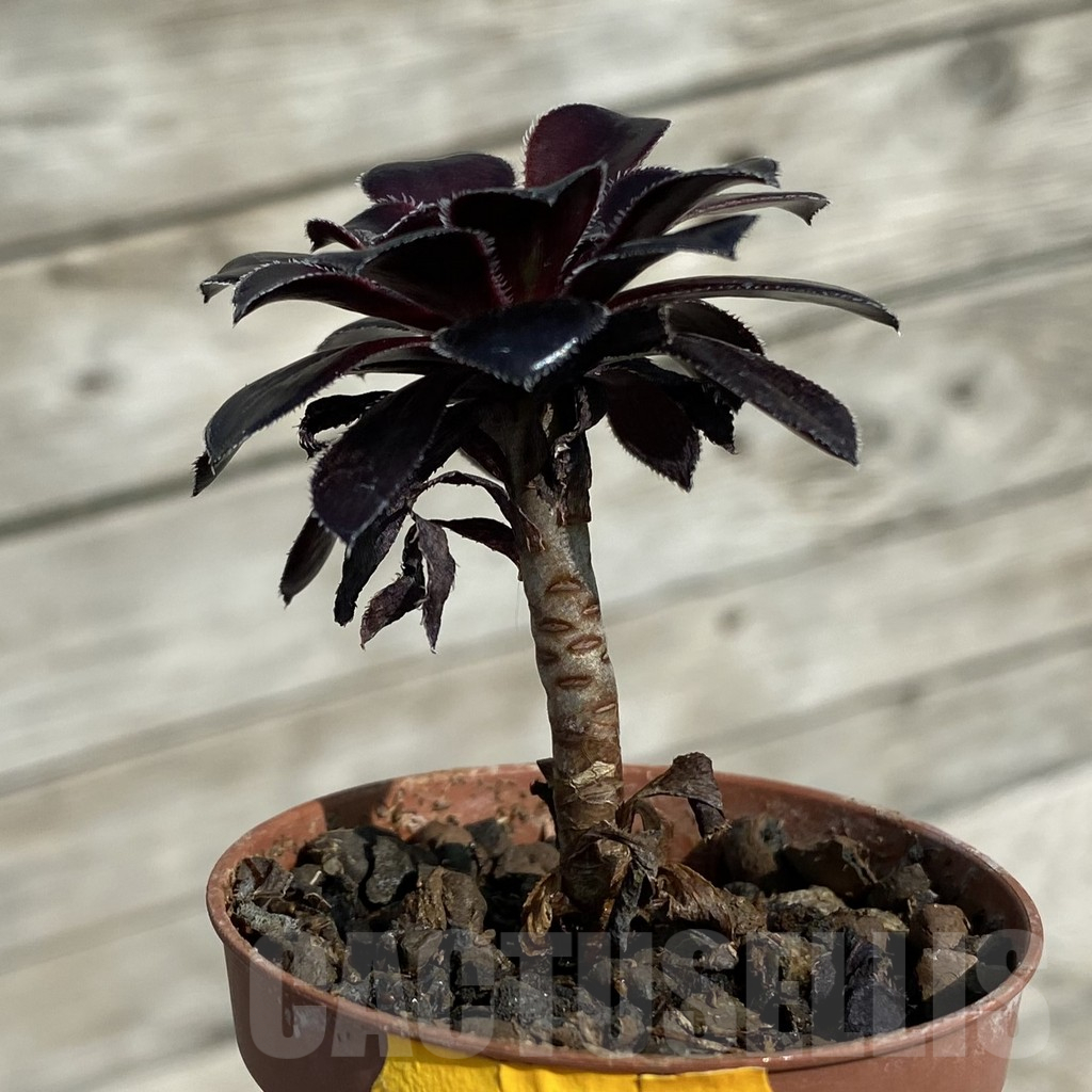 SH16460 Aeonium 'Schwarzkopf' - Image 2