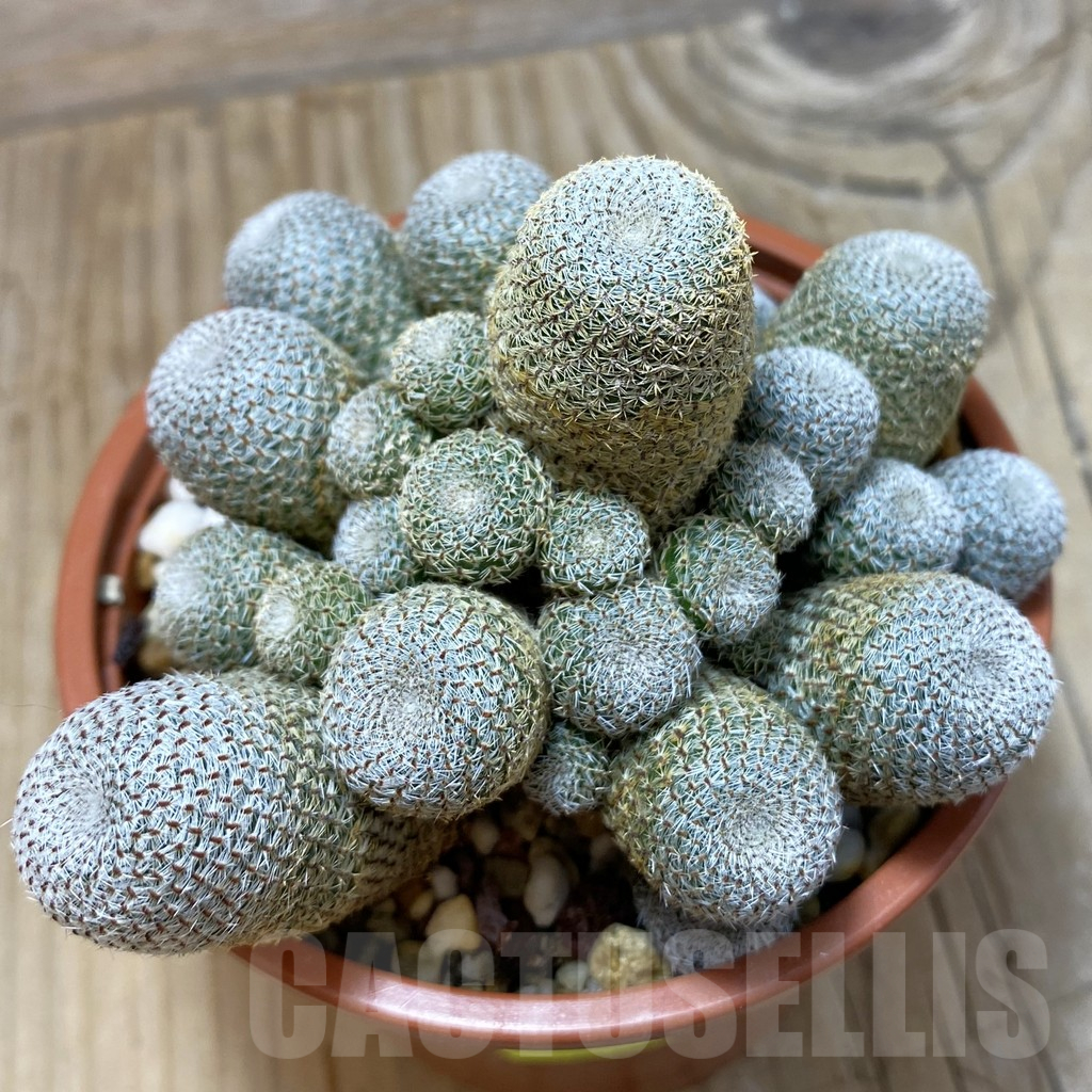 SH16400 Rebutia heliosa