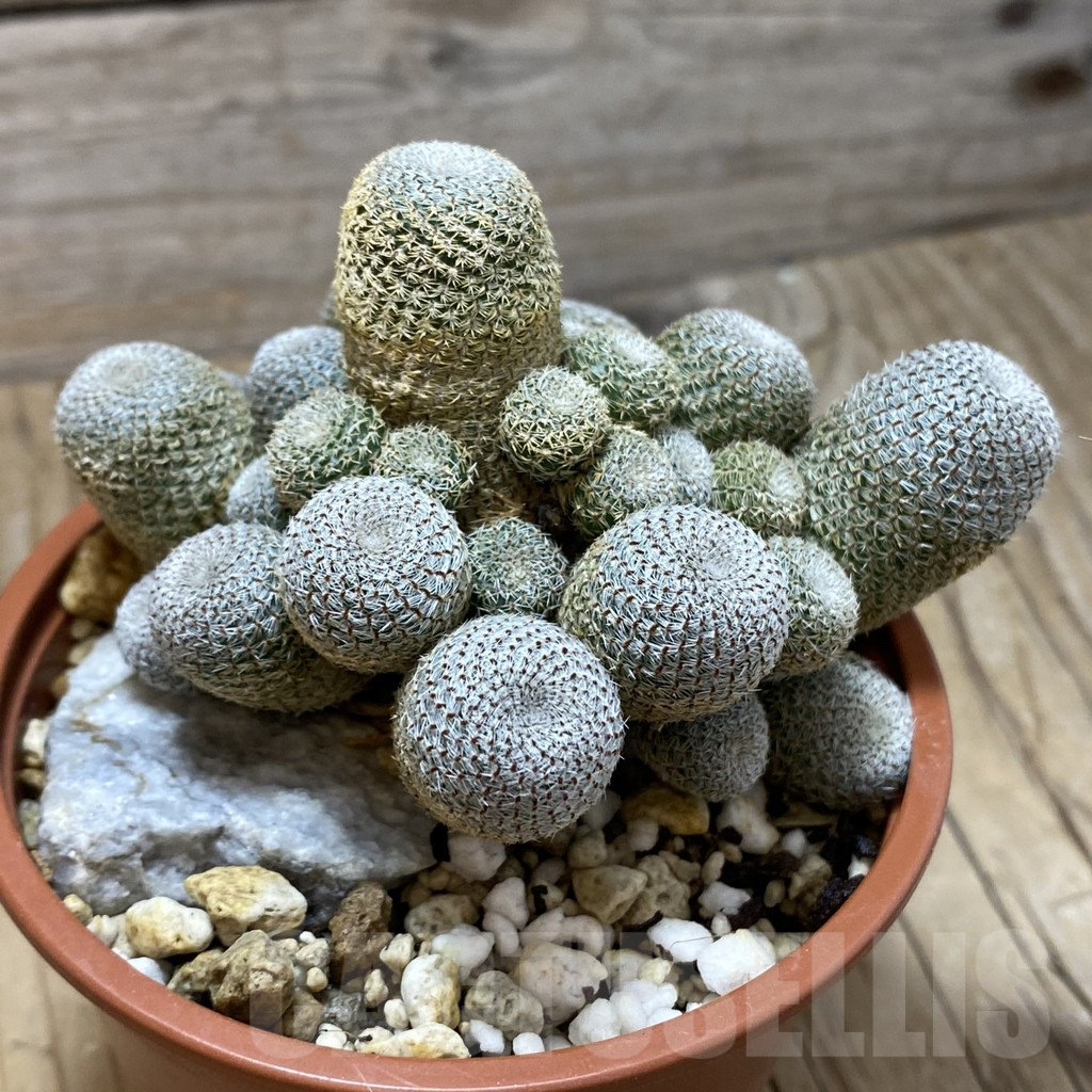 SH16400 Rebutia heliosa - Image 2