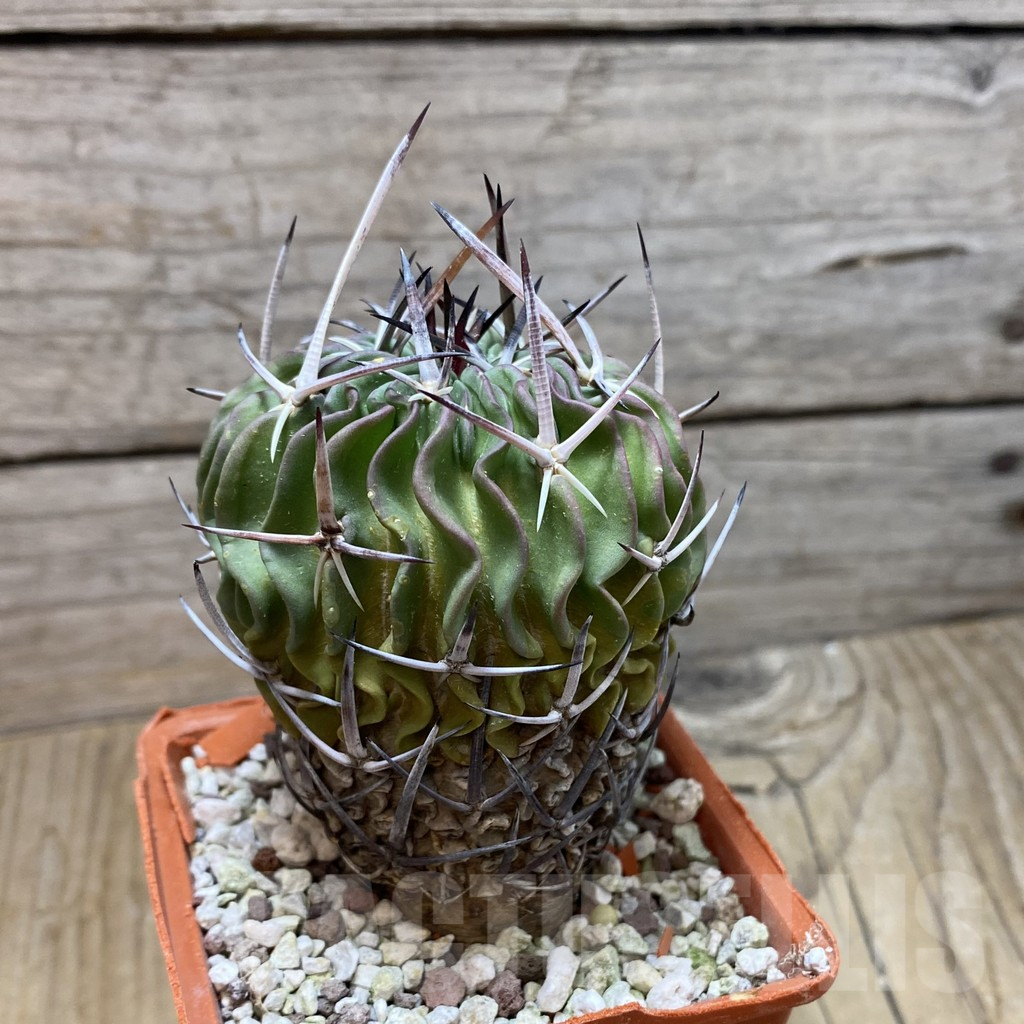 SH16392 Echinofossulocactus lamellosus, old 8 years - Image 2