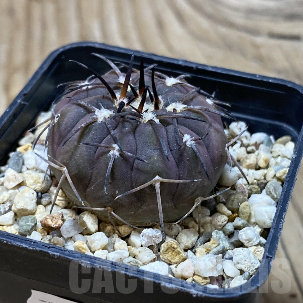 SH16404 Gymnocalycium spegazzinii v. major VG 090 - Image 2
