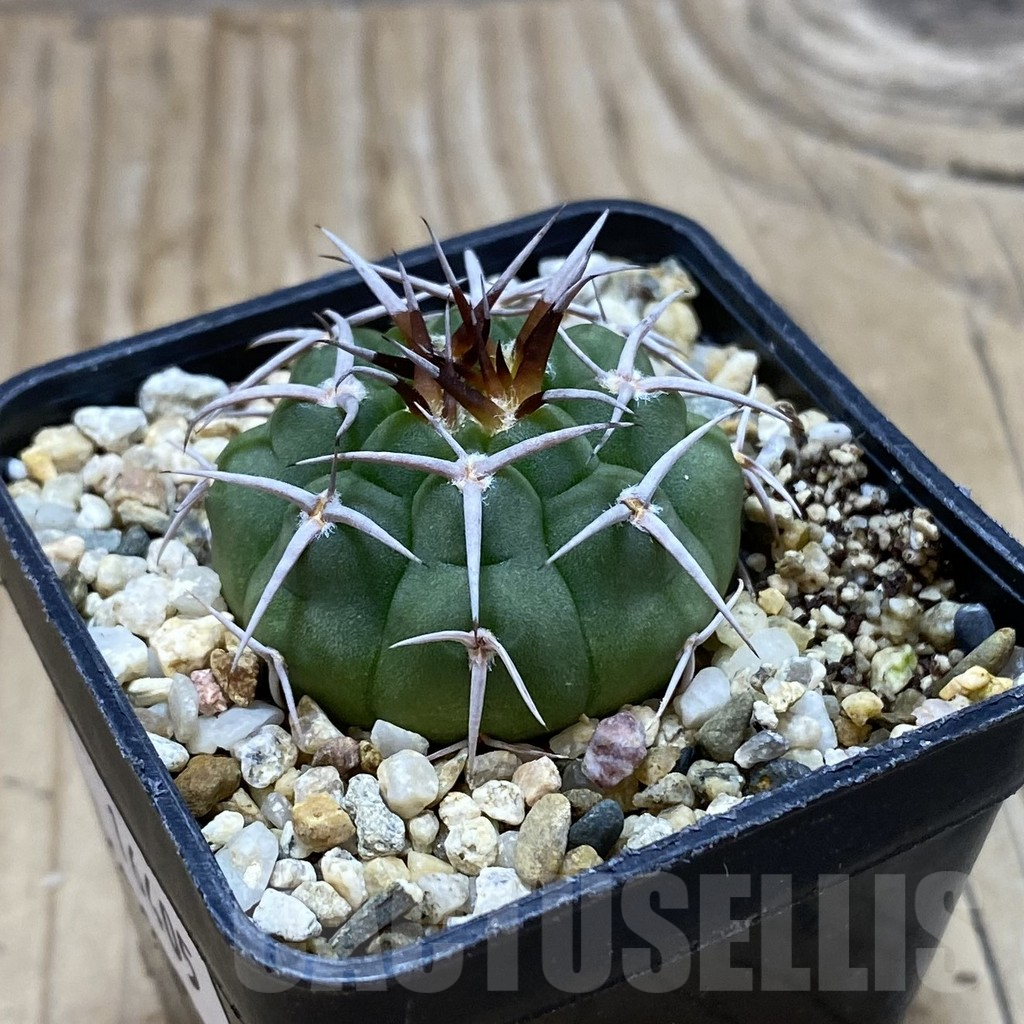 SH16405 Gymnocalycium ferocior VG 512 - Image 2