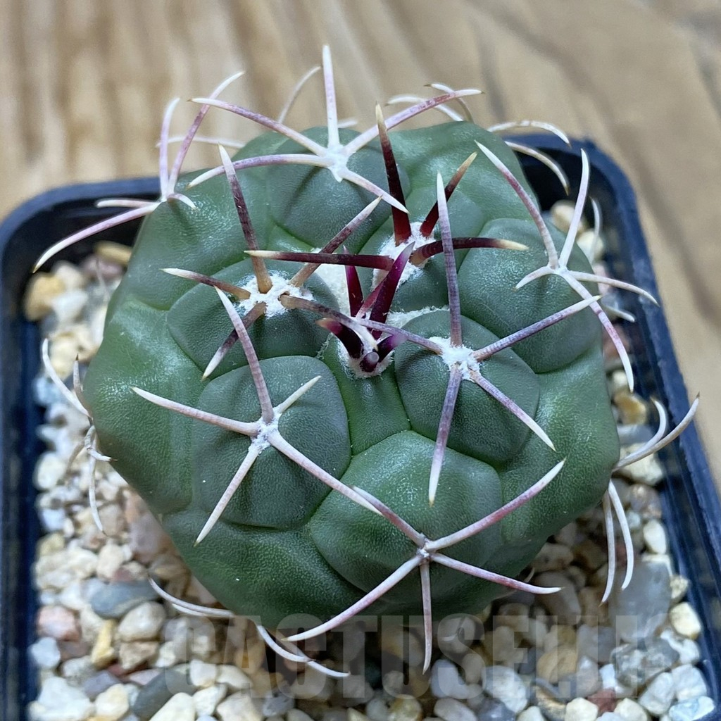 SH16406 Thelocactus heterochromus MZ 739