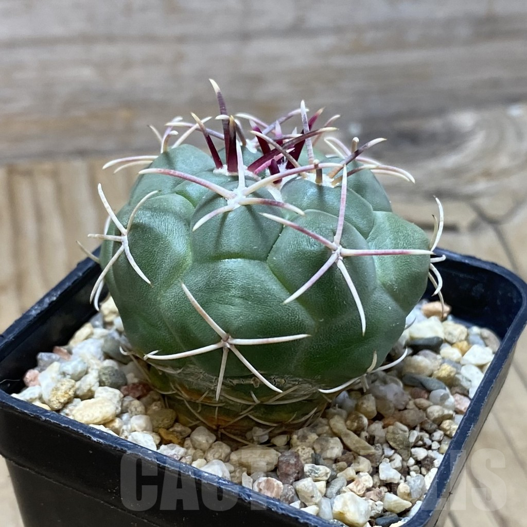 SH16406 Thelocactus heterochromus MZ 739 - Image 2