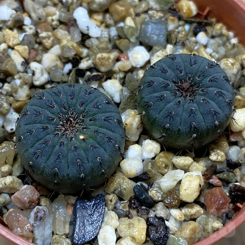 SH16410 Frailea asterioides, 2 plants