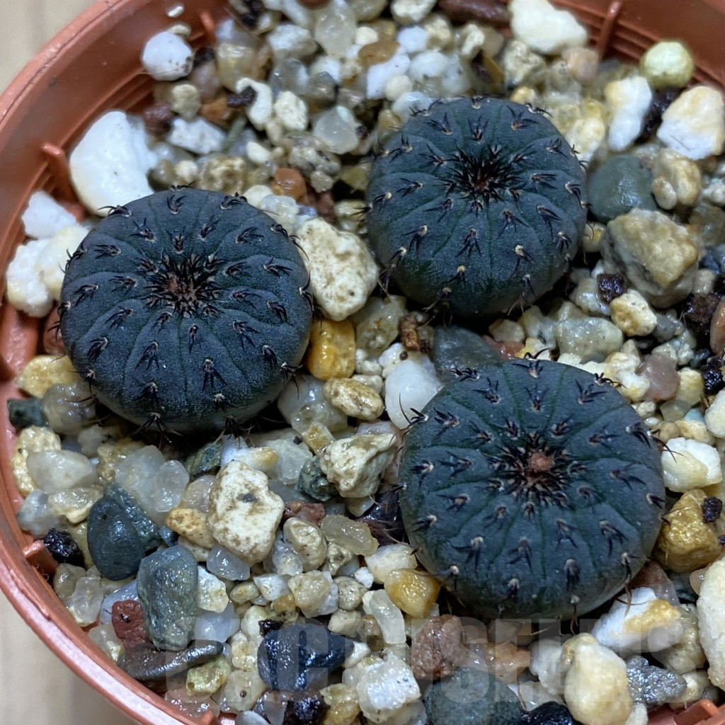 SH16411 Frailea asterioides, 3 plants