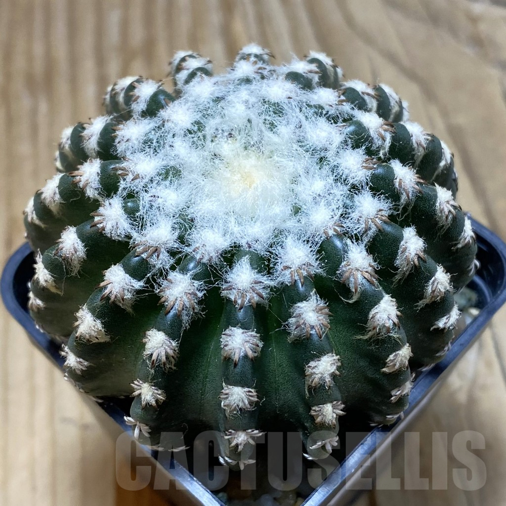 SH16414 Discocactus horstii