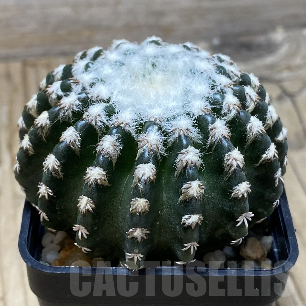 SH16414 Discocactus horstii - Image 2