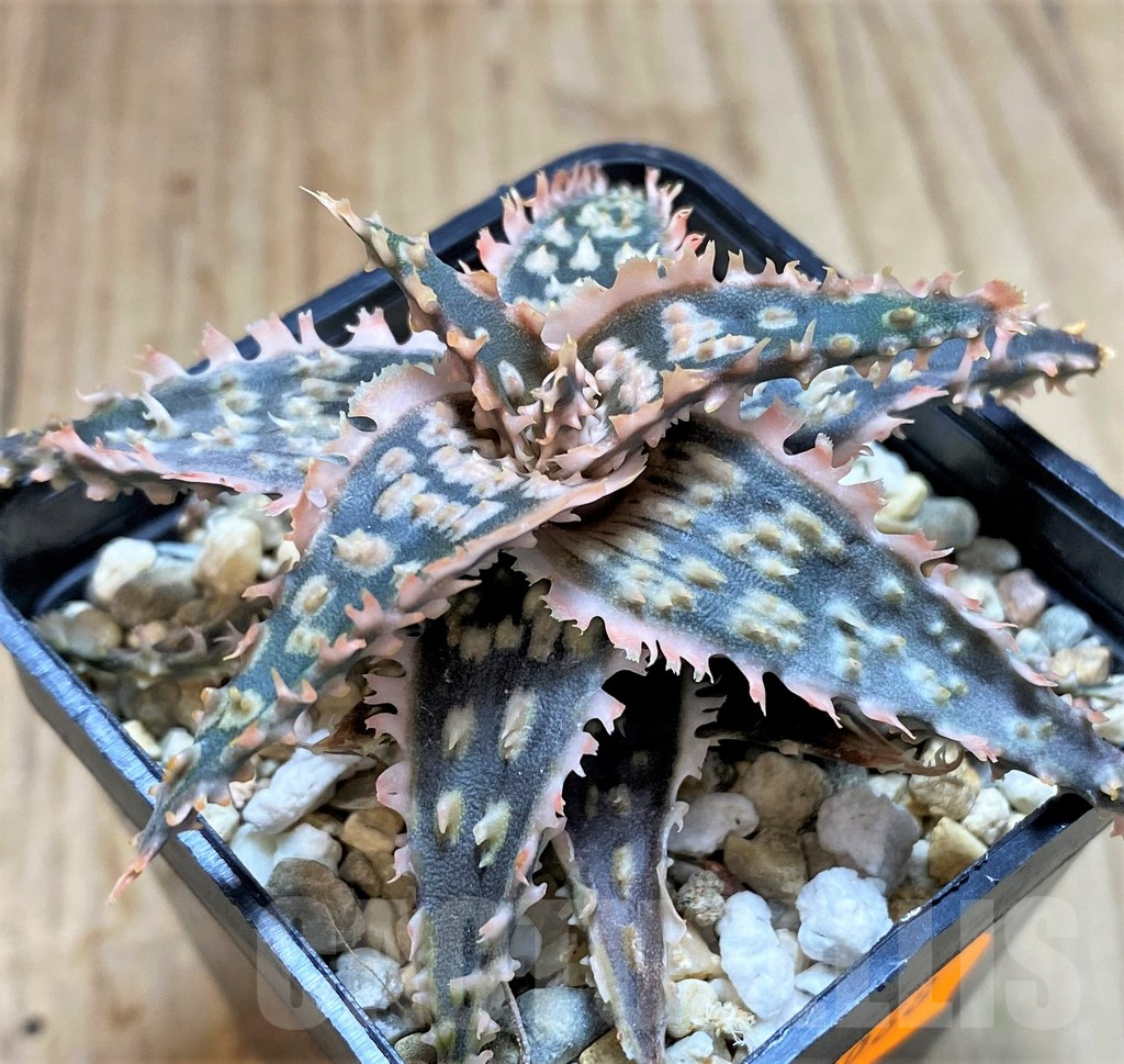 SHPR42068 Aloe TCT hybrid