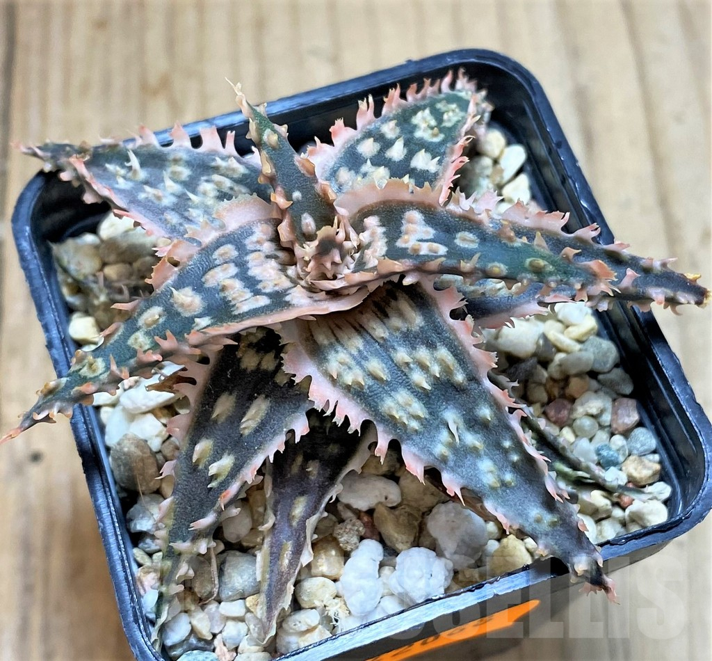 SHPR42068 Aloe TCT hybrid - Image 2