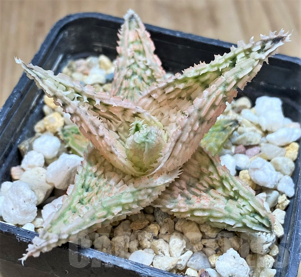 SHPR42070 Aloe TCT hybrid