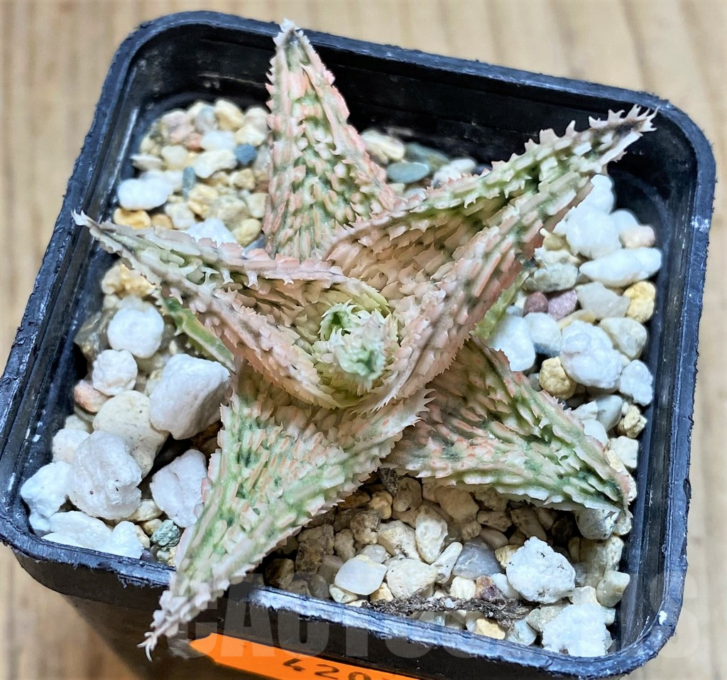 SHPR42070 Aloe TCT hybrid - Image 2
