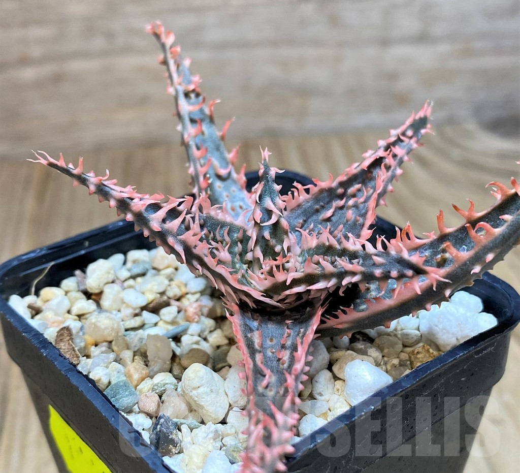 SH652 Aloe TCT hybrid