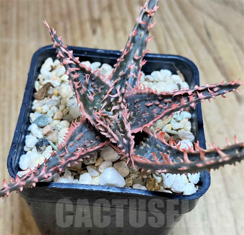 SH652 Aloe TCT hybrid - Image 2