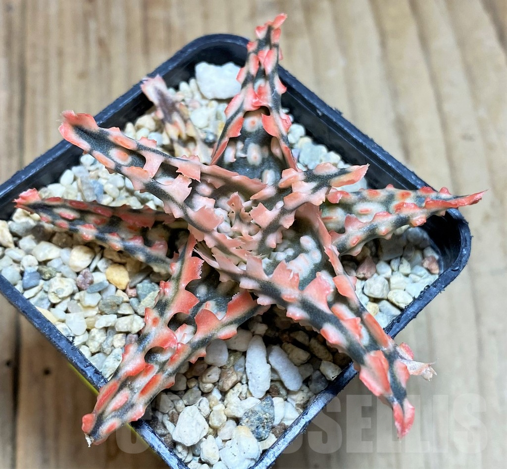 SH653 Aloe TCT hybrid - Image 2