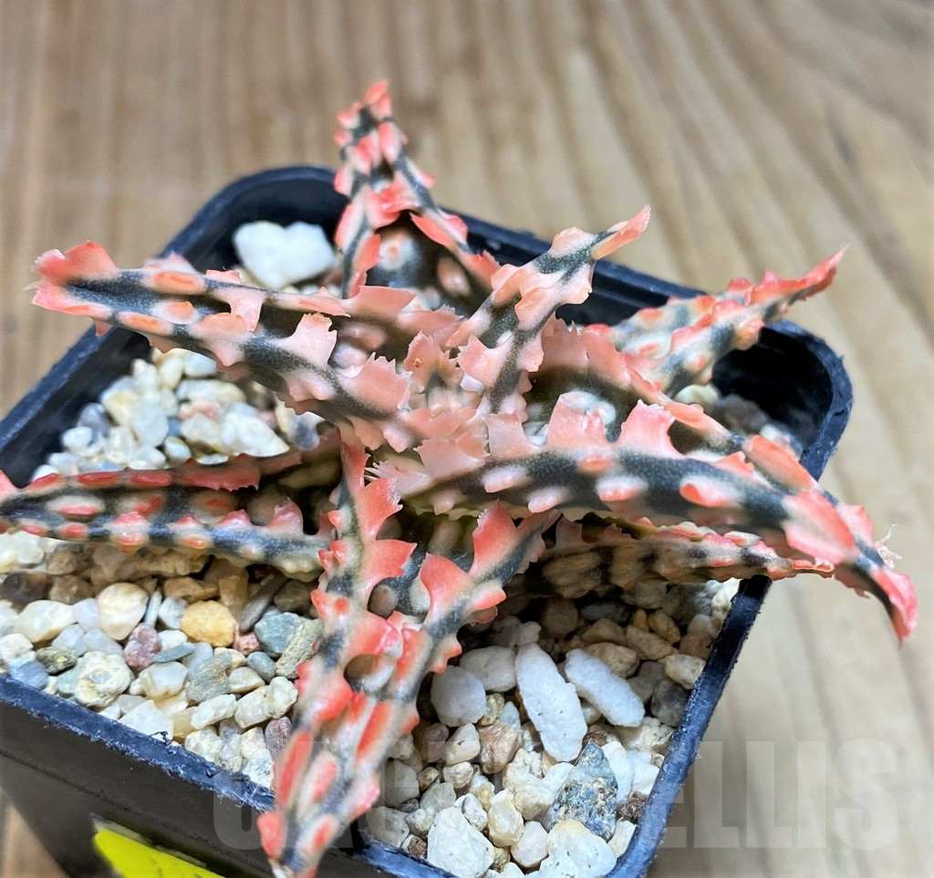 SH653 Aloe TCT hybrid