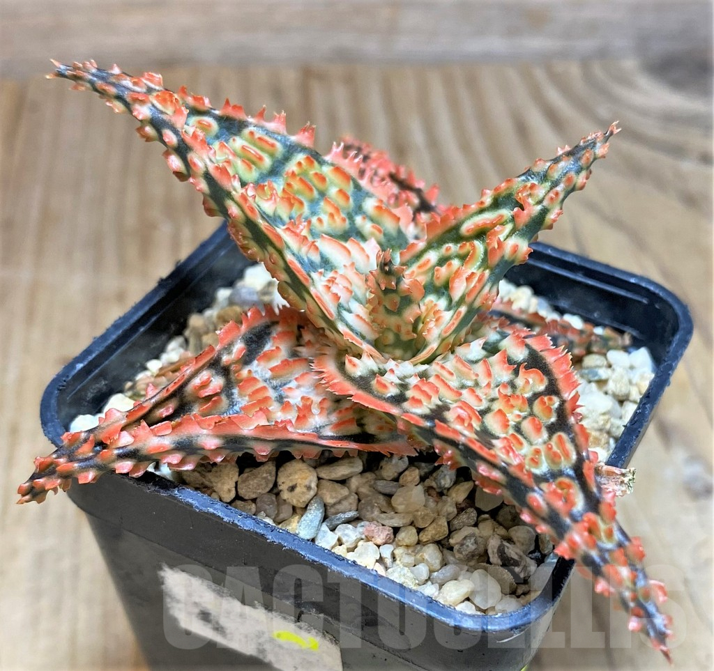 SH655 Aloe TCT hybrid - Image 2