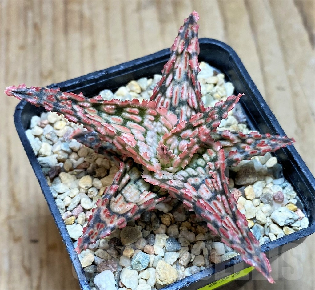 SH656 Aloe TCT hybrid - Image 2