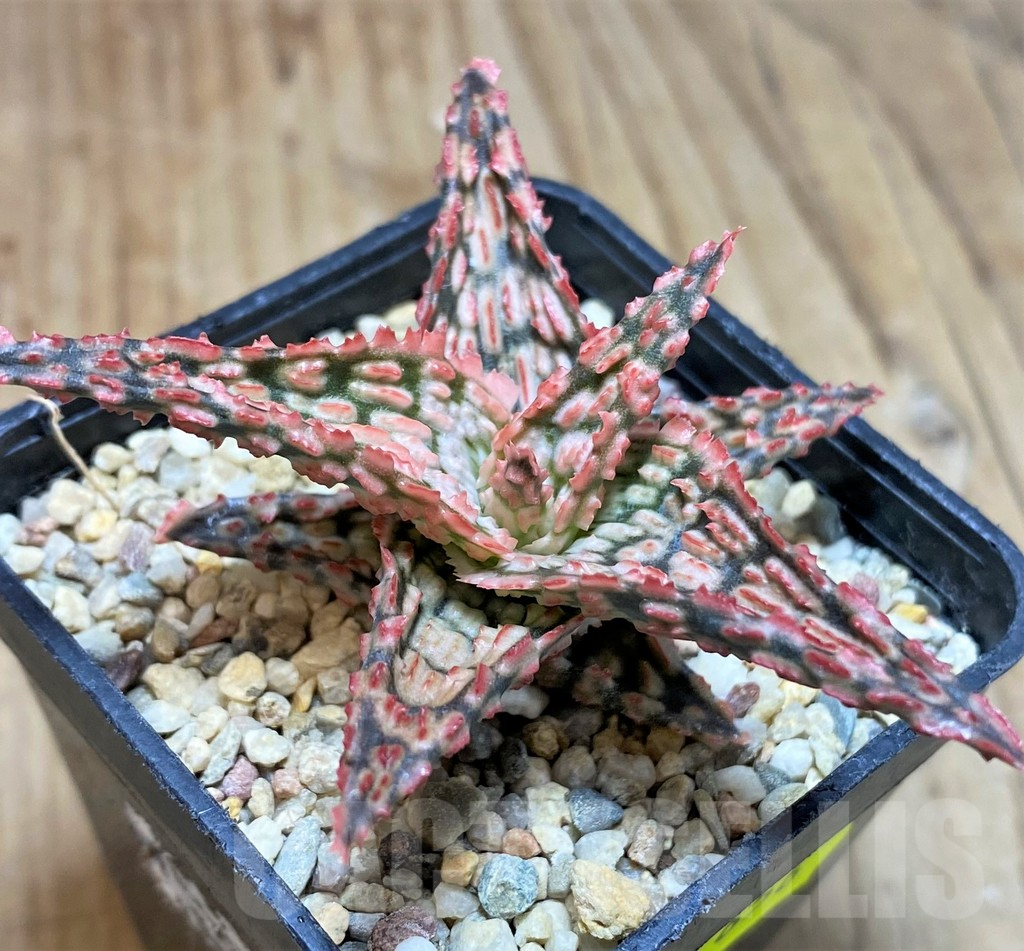 SH656 Aloe TCT hybrid