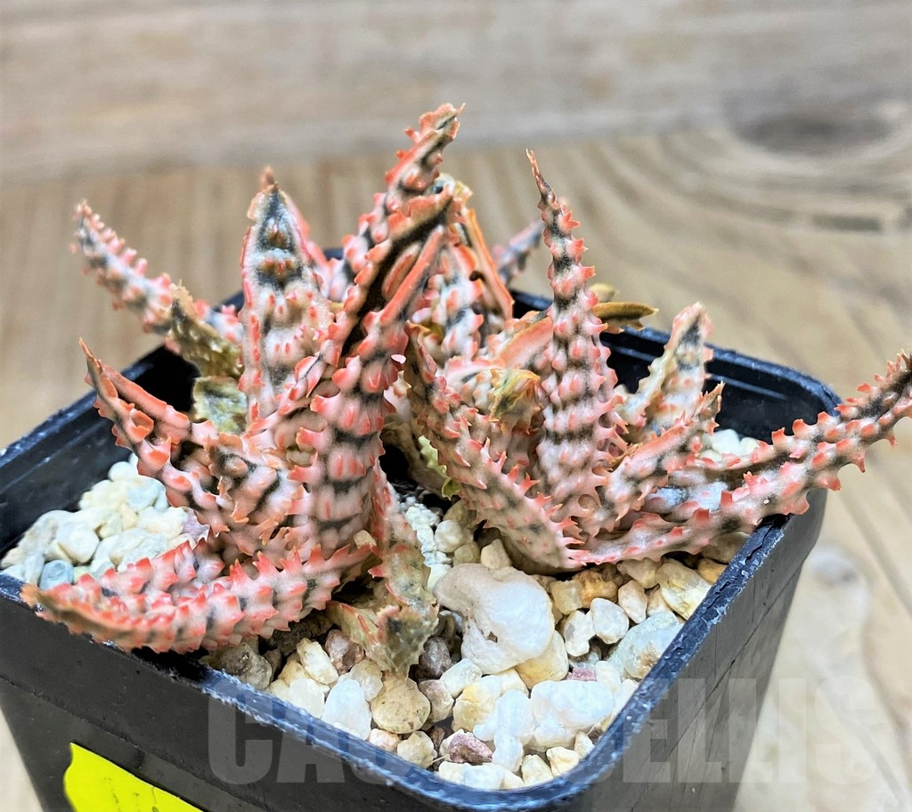 SH657 Aloe TCT hybrid