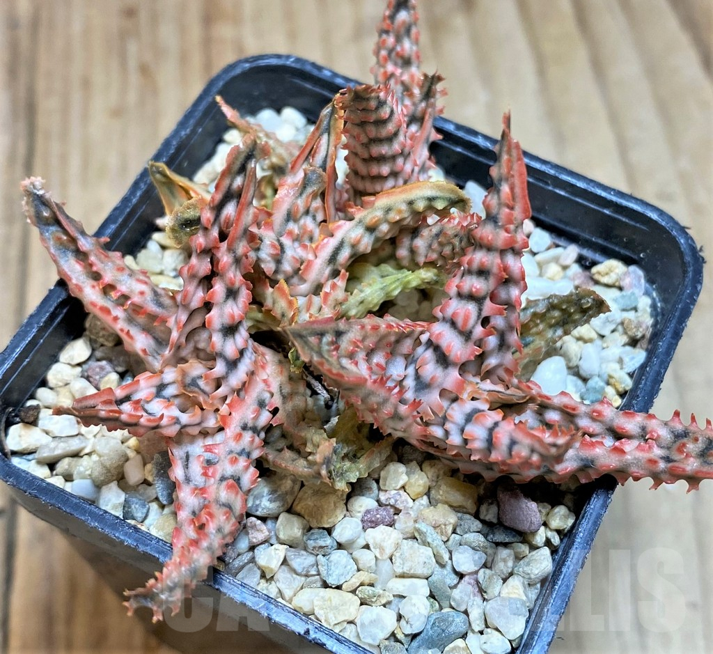 SH657 Aloe TCT hybrid - Image 2