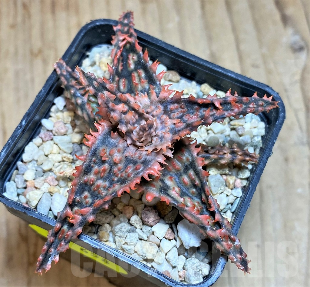 SH658 Aloe TCT hybrid - Image 2