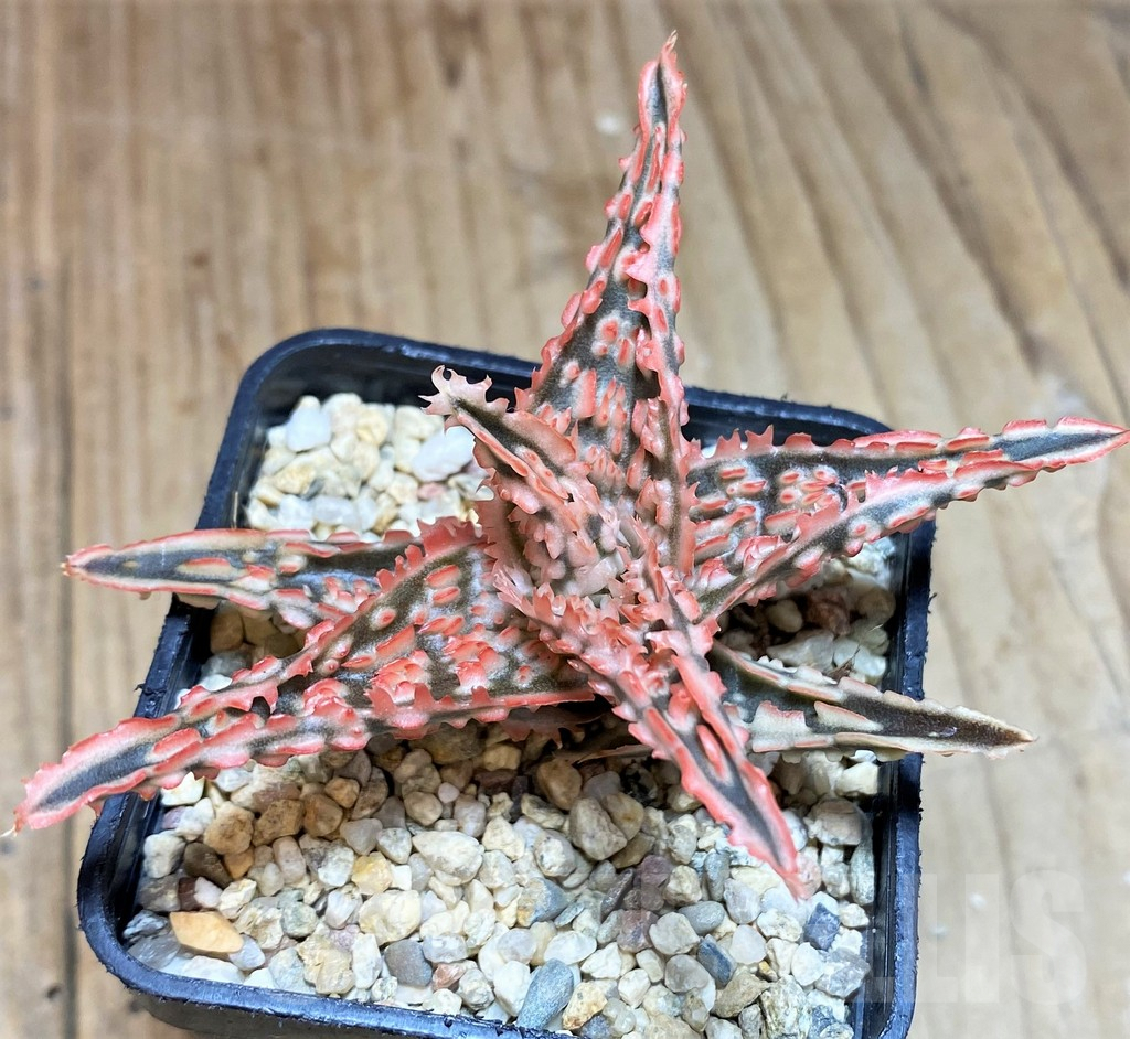 SH660 Aloe TCT hybrid - Image 2