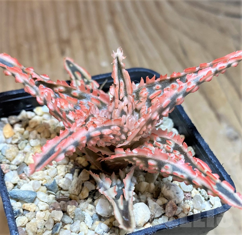 SH660 Aloe TCT hybrid