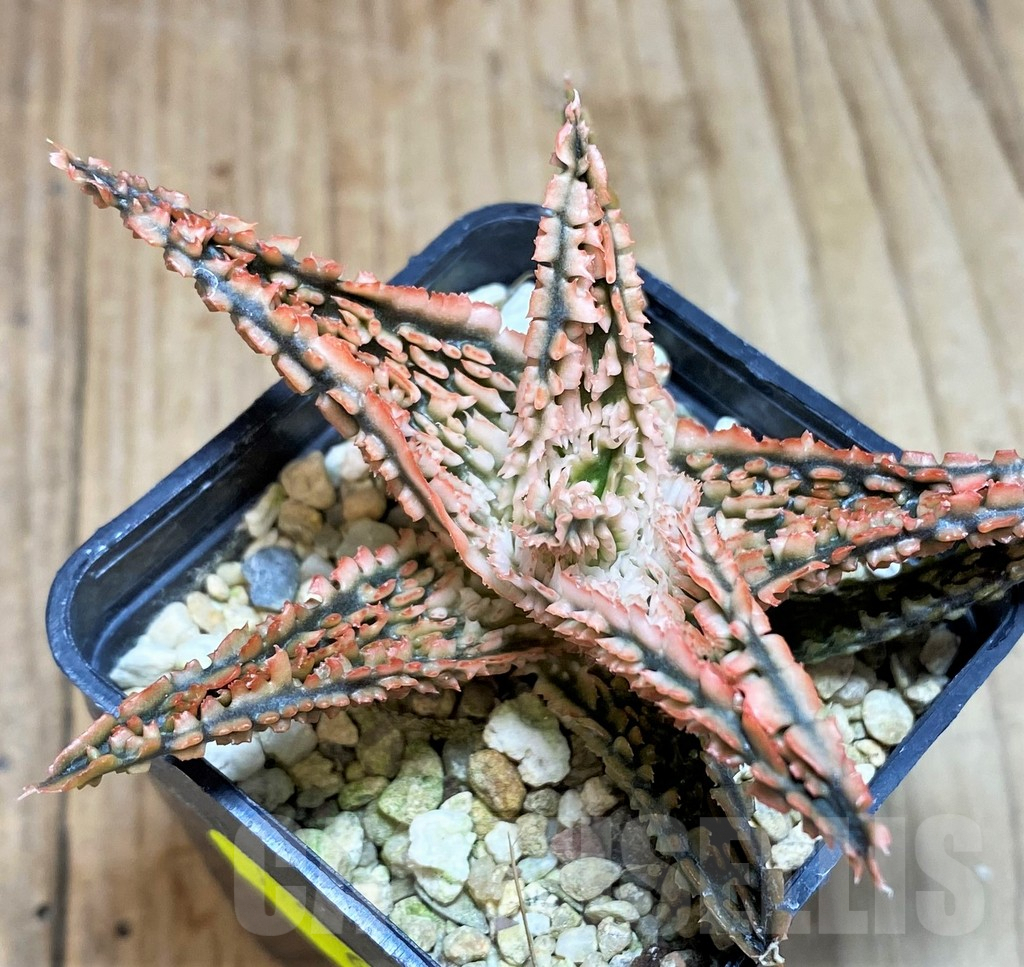 SH663 Aloe TCT hybrid - Image 2