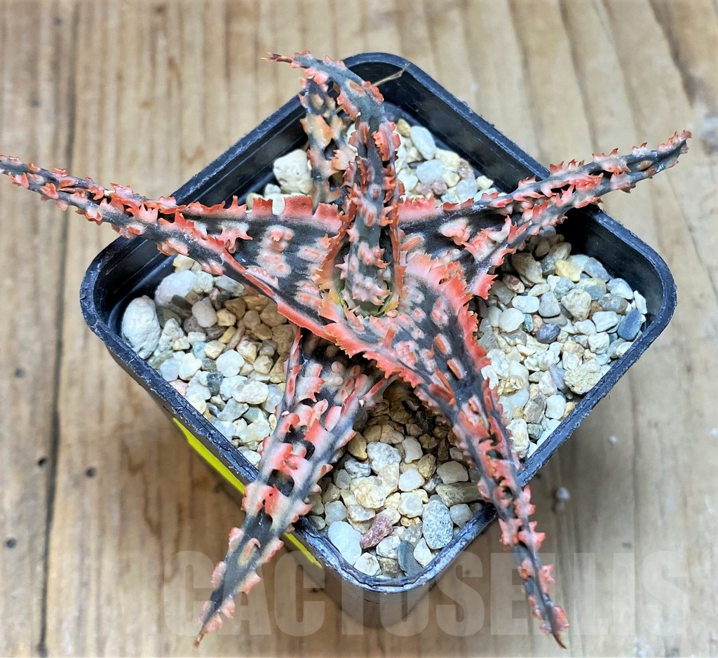 SH667 Aloe TCT hybrid - Image 2