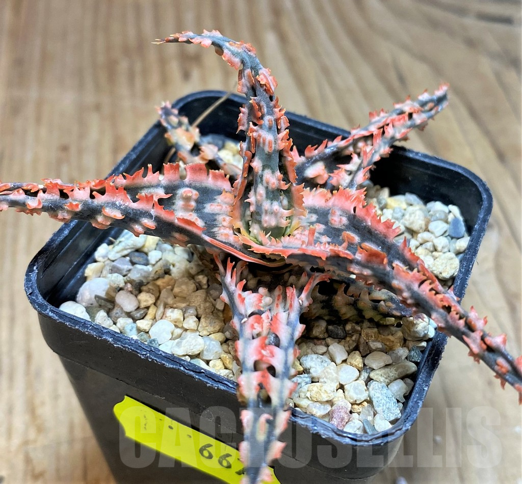 SH667 Aloe TCT hybrid