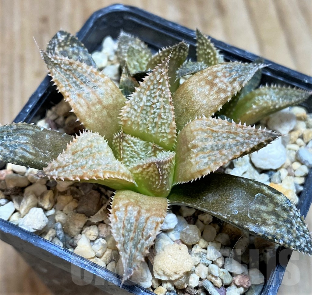 SH625 Haworthia 'Hakuma' - Image 2