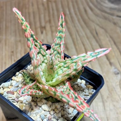 SH670 Aloe TCT hybrid