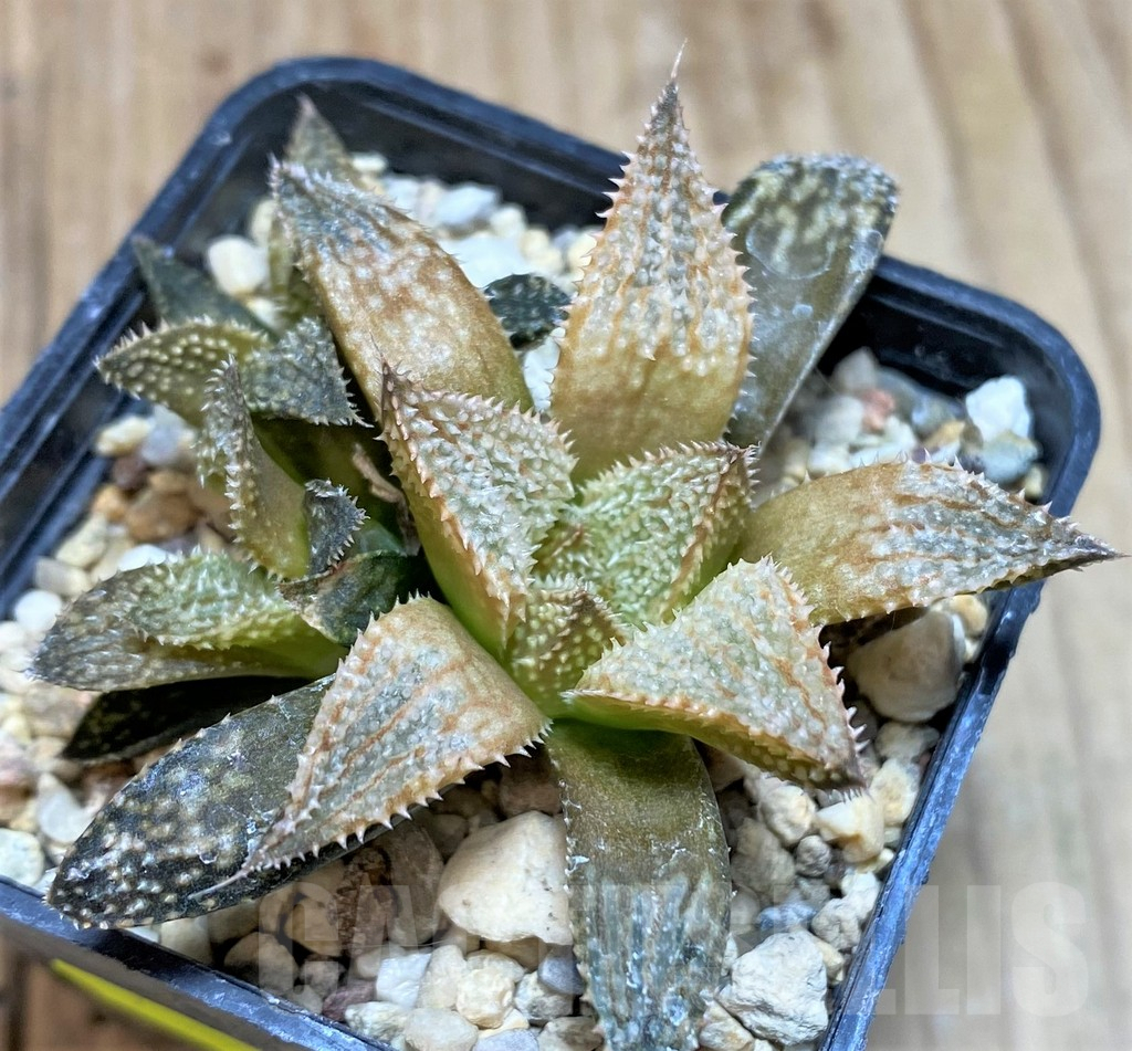 SH625 Haworthia 'Hakuma'